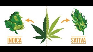 Indica vs Sativa Does it even matter [upl. by Barstow]