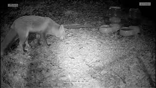 White tip the Fox in my garden [upl. by Nolte]