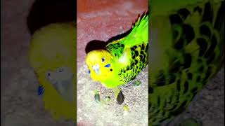 Bodri Bird shorts trendingviralvideoparrotbirdscomedyfunnydogfishfishingBirdbreeding28 [upl. by Eesak216]