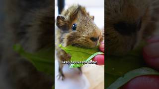 Can Guinea Pigs Eat Dandelions shorts  GuineaDad School [upl. by Eido]