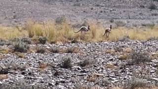 Kangaroos Pair Jumping Around [upl. by Arleyne]