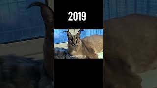 Famous Animal Memes 😢 Then Vs Now shorts memes meme legend [upl. by Phira]