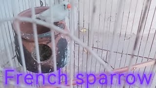 French sparrow  Saad with cats  fun with pets  melodious voice  heart touching [upl. by Fruma]