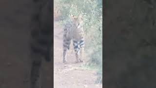 Serval Cat Lost his Partner nairobinationalpark [upl. by Nnairrehs]