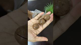 Trending Macadamia nut macadamianuts trending asmr [upl. by Cowles]