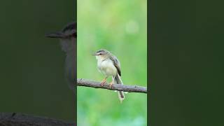 Plain Prinia shotsvideo birds birdwatching PlainPrinia [upl. by Lemuela182]