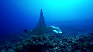 Shark TV  Diving in Tikehau French Polynesia with Top Dive [upl. by Lauretta]