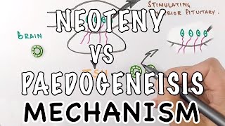 Neoteny Vs Paedogenesis  Mechanism of Neoteny [upl. by Kenlee]