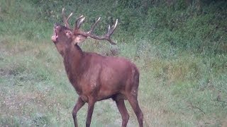 Hirschbrunft am 21092012  Teil 2 fantastic Red Deer im Harz [upl. by Coralyn]