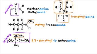 Amines and Amides [upl. by Karina]