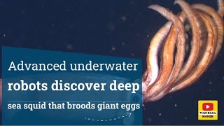 Advanced underwater robots discover deepsea squid that broods giant eggs [upl. by Habas685]