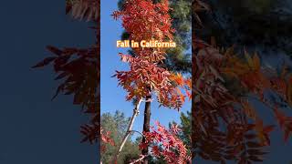 Fall in California 2024 music song love fall travel nature fallforest ladygaga tree [upl. by Hteboj]