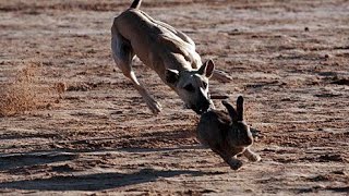 Dog attack to rabbit but failed to catch rabbit [upl. by Thecla]