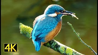 Der Eisvogel bei der Jagd Kingfisher fishing 4K [upl. by Lyris]