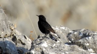 Black Wheatear Oenanthe leucura [upl. by Scrivens]