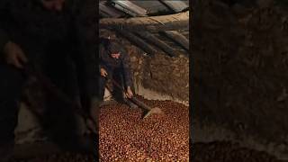 SHORT  🌰 CASTAÑAS Secado y descascarillado artesanal de este fruto Vídeo completo en mi canal [upl. by Berghoff]