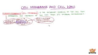 Cell Membrane and Cell Wall [upl. by Ecniuq]