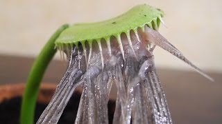 Eating a HERRING with Charlie the Venus Flytrap [upl. by Denoting26]