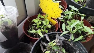 How to protect your vegetable plants at home from fliesসখের গাছ পোকার হাত থেকে বাঁচানোর পদ্ধতি 2024 [upl. by Annoek46]