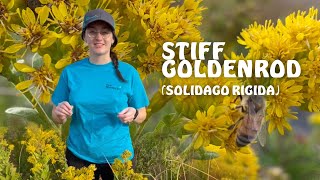 Stiff Goldenrod Solidago rigida Native Wildflower [upl. by Eiahpets697]