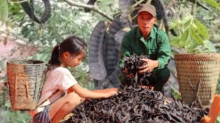 Harvesting Soapberry Fruit  Goes To Sell  Highland life [upl. by Apur]