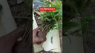 Agarwood plants Nursery Order plant Now all over India wholesale Supplier Agarwood farming in hindi [upl. by Ihculo594]