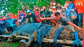 QUANDO OS CROCODILOS FICAM GIGANTES [upl. by Alicul]