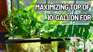 Maximum AboveTank Planting Chopping and Propping my 10 Gallon Tank [upl. by Noeht]