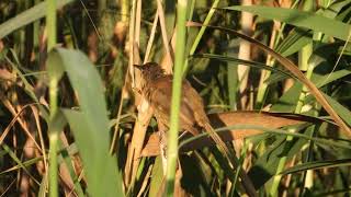 קנית אפריקנית מסתנצת Clamorous reed warbler preening [upl. by Yllrebmik]