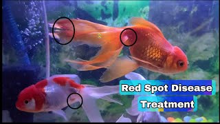 Red spot disease treatment 😭😭 Goldfish red spot disease  Care amp treatment 😍🤞 [upl. by Marris]