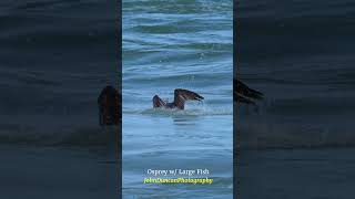 Osprey Dive ospreys birdsofprey birds naturelovers wildlife [upl. by Lebazi]