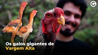 Galo gigante e exótico do ES chega a 118 metro de altura conheça [upl. by Akinahs]