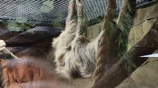 Three toed sloth at The Reptarium on 11122022 [upl. by Hajile381]