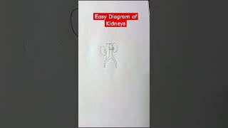 Diagram of Human Excretory System shorts diagram human [upl. by Neri]