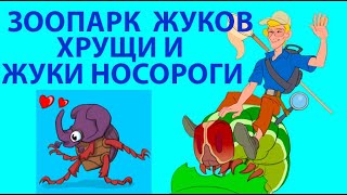 ЗООПАРК ЖУКІВ🐞 НОСОРОГИ І ХРУЩИ КОЛИ ТА ДЕ ЛІТАЮТЬ КИЇВ УКРАЇНА Oryctes nasicornis Anoxia pilosa [upl. by Hyrup784]