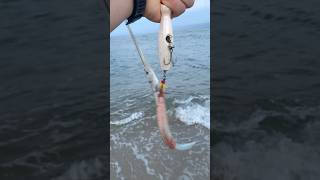 Needlefish hook on the popper longislandfishing longisland fish beach newyork surffishing [upl. by Devon139]