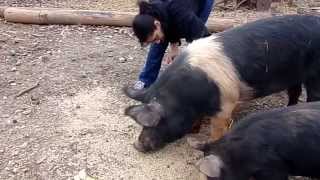 On the farm pig skin issues [upl. by Gilliette]