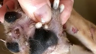 Removing Huge mango worm in dog  Mango worms removal 2022 117 [upl. by Domineca978]