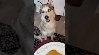 My husky loves to ask for my food husky cutedogs funnydog doglover dogshorts viralvideoshorts [upl. by Elda509]