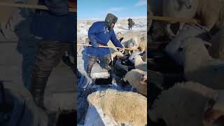 Use A Simple Tool To Fetch Water From A Shallow Well For Watering Sheep [upl. by Mannos965]