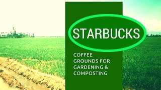 Starbucks Coffee Grounds for Gardening and Compost and Bonus Yard tour [upl. by Zorah]