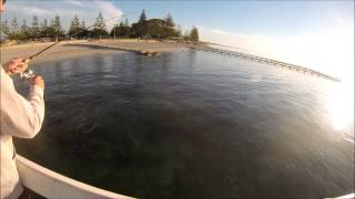 Busselton Jetty tailor [upl. by Erminie]