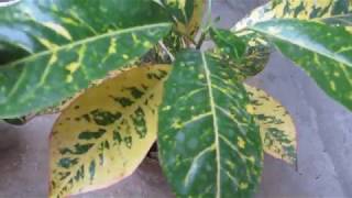 Croton Plant  Indoor Plant Care amp Propagation Tips [upl. by Gredel594]