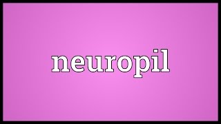 Neuropil Meaning [upl. by Minni]