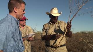 AUSTRALIA—Aboriginal fish poison [upl. by Eciryt994]