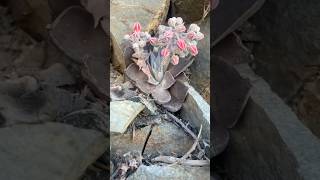 Dudleya cymosa pumila on the mt Baldy trail Rare native succulent endemic to California [upl. by Jo Ann]