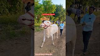 Beautiful Indian White Khillar Racing Bull। Bailgadi race। ox race।bailanchi race। bailgadirace [upl. by Vickey612]