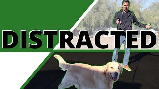 How to Walk your Distracted Wandering Dog Learn to Manage the Pulling Sniffing Peeing amp Insanity [upl. by Ecire]