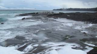 SALISH SEA HERRING SPAWN pt 2  HORNBY ISLAND BC  MARCH 2011 [upl. by Daisey117]