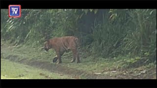 Pagi petang nampak harimau belang [upl. by Luebke365]